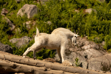 Obraz na płótnie Canvas Summer portrait of a Rocky Mountain Goat stretching at a wildness park. It is sunny. 