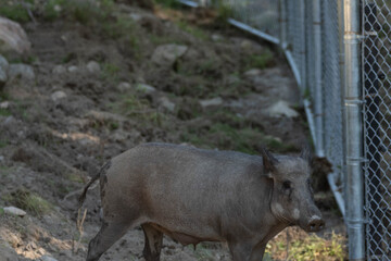 Photo of a wild boar near a metal grey fence. It is summer and his is in the shade.