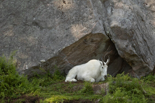 Photo of a mountain goat resting at the base of a Rocky Mountain. 