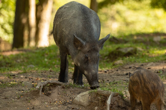 A photo of a wild boar. She is eating from the ground. It is summer and she is standing in a forest for the shade.