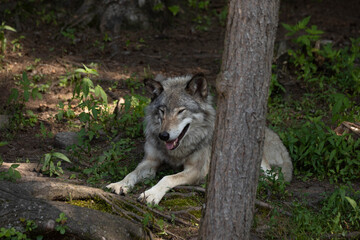 Naklejka na ściany i meble Photo of a female grey wolf resting in the forest on a summer day. She is laying in the shade of a tree. 