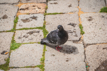 Close-up of a Beautiful Pigeon in Venice, Veneto, Italy, Europe, World Heritage Site