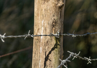 Metal barbed wire in wooden pole in meadow for cattle