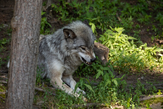 Photo of a female grey wolf laying down in the forest. She is angry and is growling and showing her teeth. It is summer.