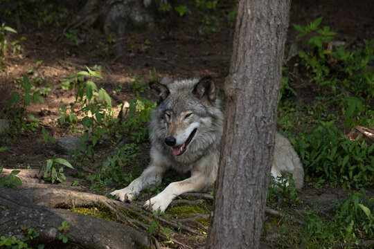 Photo of a female grey wolf resting in the forest on a summer day. She is laying in the shade of a tree. 