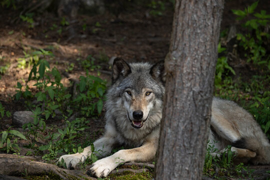 Photo of a female grey wolf laying down behind a tree resting from the summer heat. She is looking at the camera.