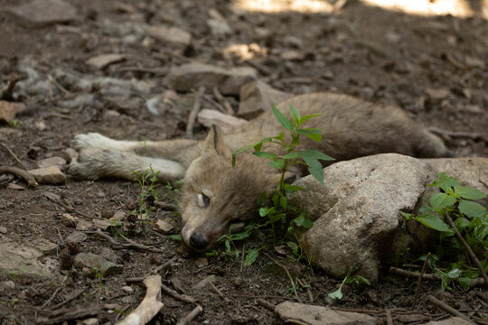 Photo of a wild grey wolf cub laying in the shade by a rock. It is summer and he is sleeping in the shade.