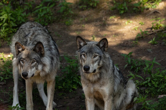 Photo of two female grey wolves sitting in the forest. They are in the shade on a warm summer day.