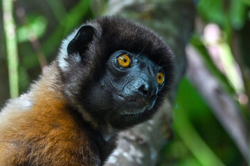 Crowned sifaka lemur (Propithecus coronatus) – portrait, , Madagascar nature