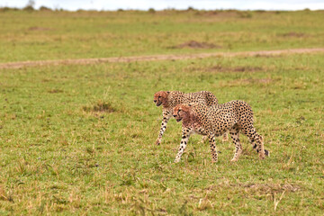 Two brother cheetahs at the plains of the Masai Mara.