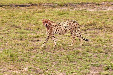 Cheetah on the plains at the Masai Mara.