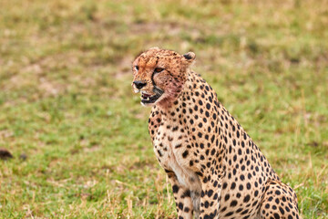 Cheetah on the plains at the Masai Mara.