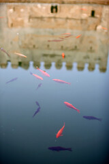 Alhambra - Nasrid Palaces - Palacio de Comares - Patio de Arrayanes - fish pond