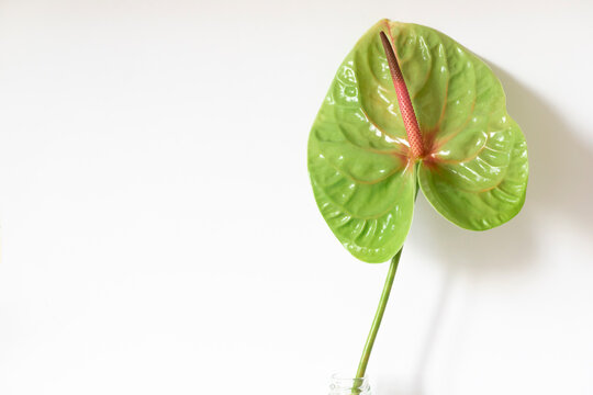 Green anthurium or flamingo flower frame on the white background. Tropical plant. Copy space