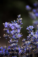 A thicket of lilac-blue lavender with green leaves 