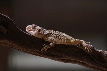agama on a branch