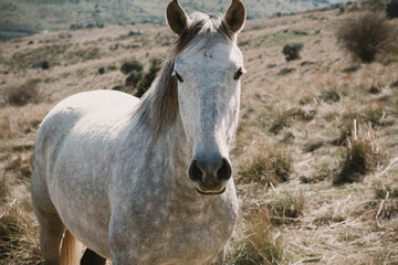 Fototapeta premium Portrait of a gray horse grazing in the mountains.