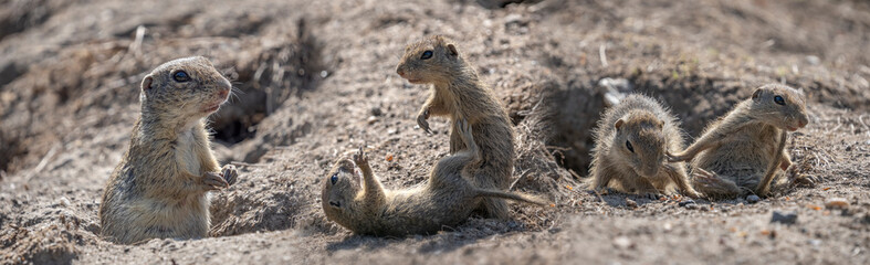 European ground squirrel, Spermophilus citellus
