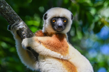 Coquerel sifaka lemur (Propithecus coquereli) – portrait, Madagascar nature