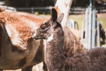 Lamas © Petra Fischer