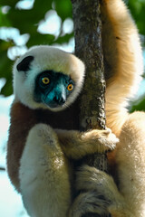 Coquerel sifaka lemur (Propithecus coquereli) – portrait, Madagascar nature © mirecca