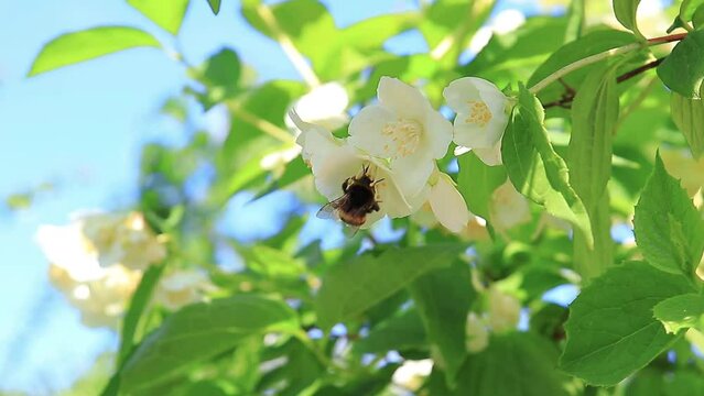 The bee collects sweet nectar and pollinates the jasmine flowers. White jasmine flowers in greenery against the blue sky.