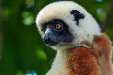 Coquerel sifaka lemur (Propithecus coquereli) – portrait, Madagascar nature