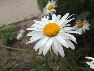 chamomile flower in the park