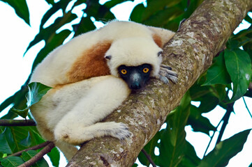 Obraz premium Coquerel sifaka lemur (Propithecus coquereli) – portrait, Madagascar nature
