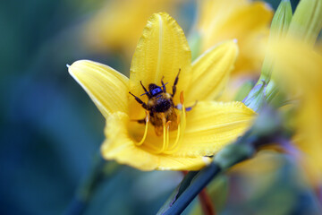 Background yellow lily with bumblebee