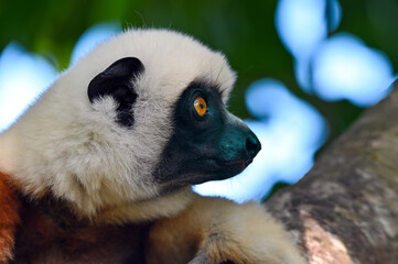 Coquerel sifaka lemur (Propithecus coquereli) – portrait, Madagascar nature
