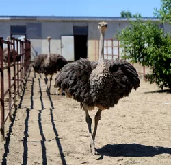 Tuinposter Photo of a funny portrait of an ostrich © tanor27