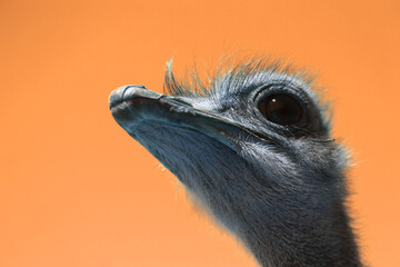 Photo of a funny portrait of an ostrich - obrazy, fototapety, plakaty
