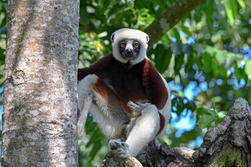 Coquerel sifaka lemur (Propithecus coquereli) – portrait, Madagascar nature