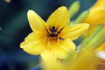 Background yellow lily with bumblebee