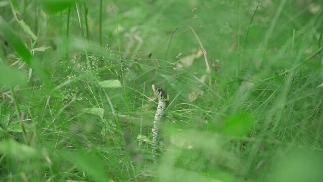 snake in the grass. hunting. wildlife