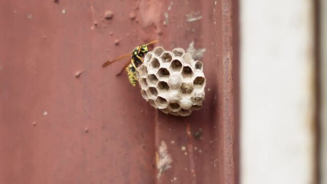 wasp nest. wasp in nature. nest protection