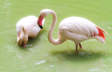 Naklejka premium Pair of pink flamingos in green water