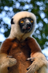Coquerel sifaka lemur (Propithecus coquereli) – portrait, Madagascar nature