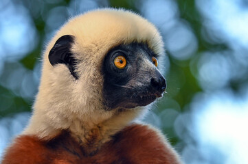 Coquerel sifaka lemur (Propithecus coquereli) – portrait, Madagascar nature