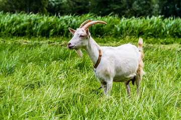 Domestic goat grazes in thick green grass.