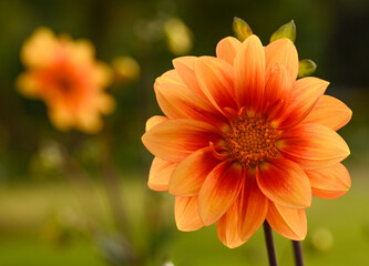 Beautiful close-up of an orange dahlia
