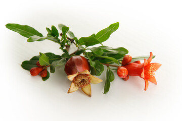 Pomegranate flowers and fruits are a symbol of the Jewish holidays Yom Kippur and Rosh Hashanah