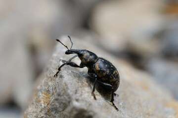 Close-up of beetle Liparus glabrirostris. It occurs most often in the mountains. Met in Low Beskid, Poland