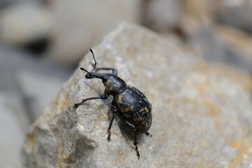 Close-up of beetle Liparus glabrirostris. It occurs most often in the mountains. Met in Low Beskid, Poland