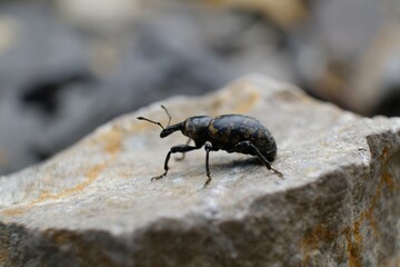 Close-up of beetle Liparus glabrirostris. It occurs most often in the mountains. Met in Low Beskid, Poland