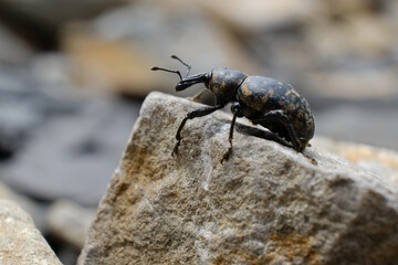 Close-up of beetle Liparus glabrirostris. It occurs most often in the mountains. Met in Low Beskid, Poland