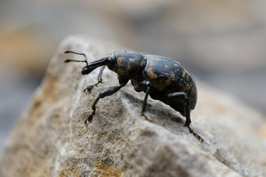 Close-up of beetle Liparus glabrirostris. It occurs most often in the mountains. Met in Low Beskid, Poland