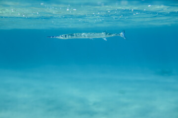 Underwater World of the Re Sea Coral Reef near Marsa Alam city, Egypt