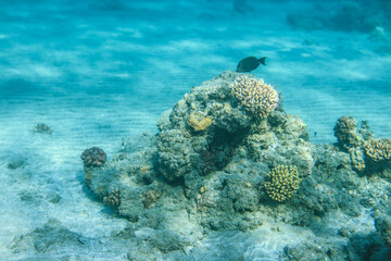 Underwater World of the Re Sea Coral Reef near Marsa Alam city, Egypt